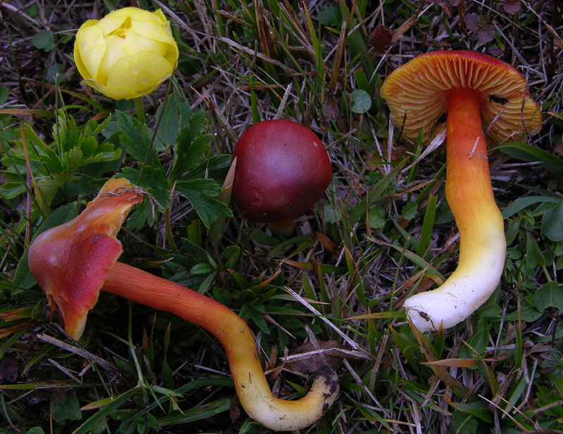 Malga Brigolina parte 1.Hygrocybe punicea.